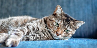 Wegańska karma dla kotów – co mówi nauka i kiedy ma to sens